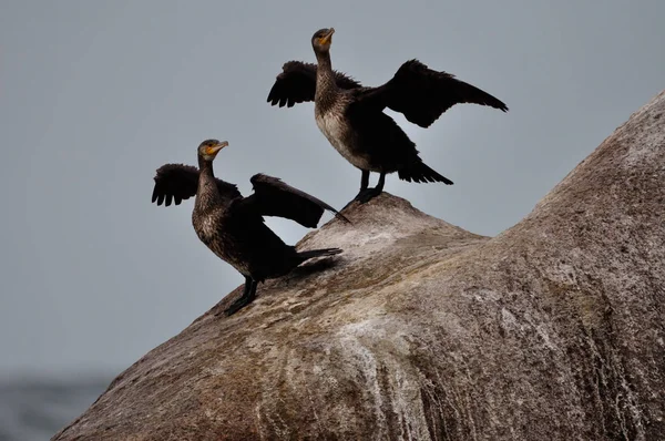Vista Panorámica Las Aves Cormoranes Naturaleza — Foto de Stock