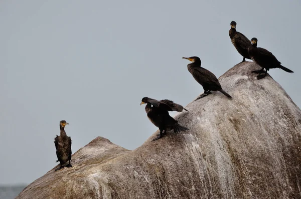 Vista Panoramica Dei Cormorani Uccelli Natura — Foto Stock