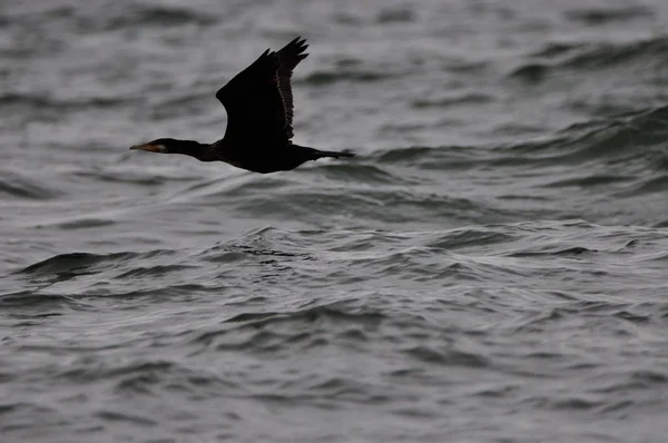 Vedere Pitorească Frumoasei Păsări Cormorane Natură — Fotografie, imagine de stoc