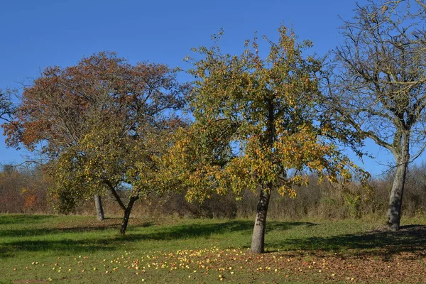 Podzimní Sklizeň Selektivní Zaměření — Stock fotografie