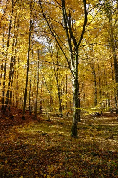 Autunno Nello Steigerwald Settentrionale Bassa Franconia Baviera Germania — Foto Stock