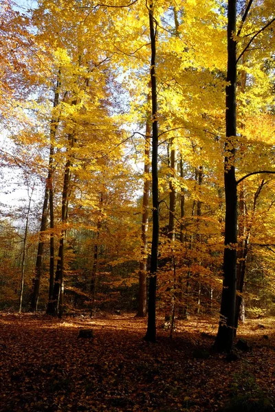 Jesień Północnej Steigerwald Dolna Frankonia Bawaria Niemcy — Zdjęcie stockowe