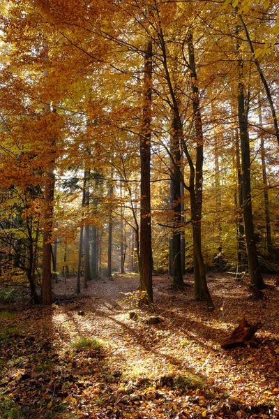 Φθινόπωρο Στο Βόρειο Steigerwald Κάτω Φραγκονία Βαυαρία Γερμανία — Φωτογραφία Αρχείου