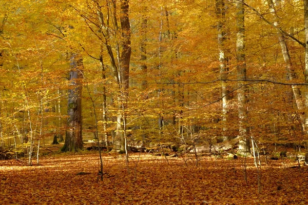 Осень Северных Областях Гервальд Мбаппе Бавария Германия — стоковое фото