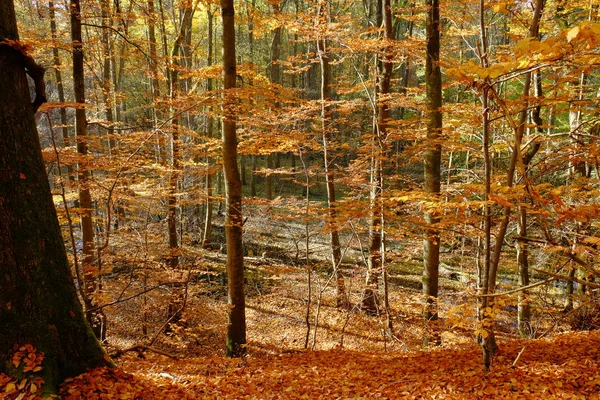 Outono Steigerwald Norte Franconia Inferior Baviera Alemanha — Fotografia de Stock