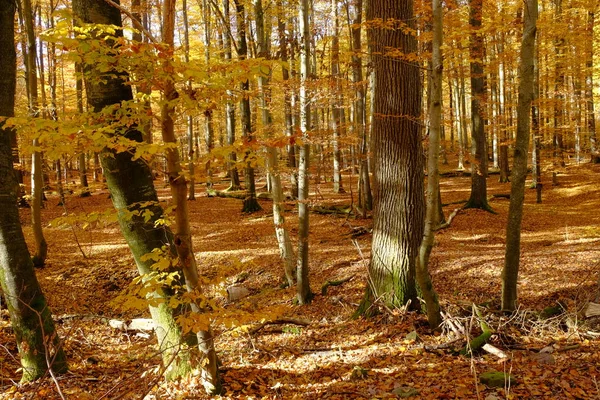 Φθινόπωρο Στο Βόρειο Steigerwald Κάτω Φραγκονία Βαυαρία Γερμανία — Φωτογραφία Αρχείου