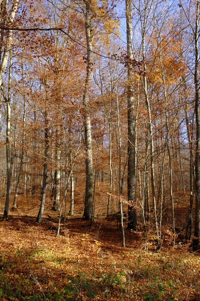 Autunno Nello Steigerwald Settentrionale Bassa Franconia Baviera Germania — Foto Stock