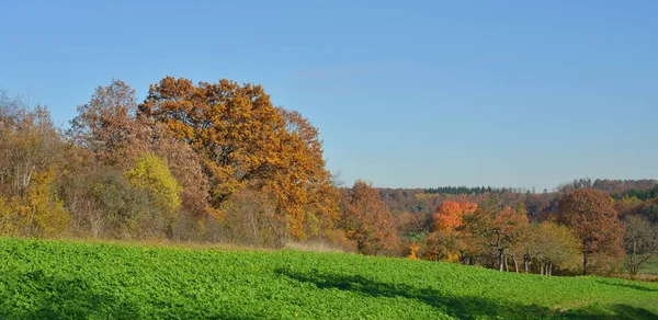 秋の畑と森 — ストック写真