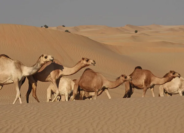 Dromedáři Písečných Dunách Arabského Poloostrova — Stock fotografie