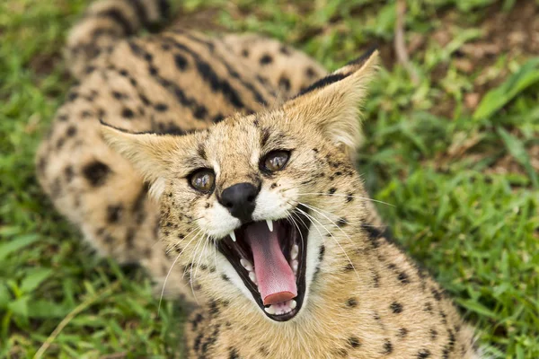 锯齿状斑纹龙 Leptailurus Serval — 图库照片