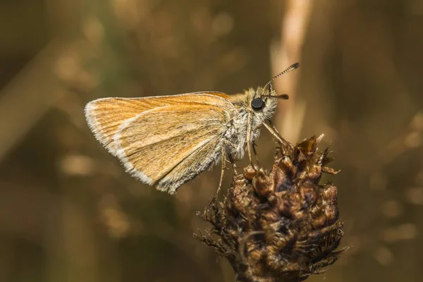 Enferrujado Cabeça Grossa Borboleta — Fotografia de Stock