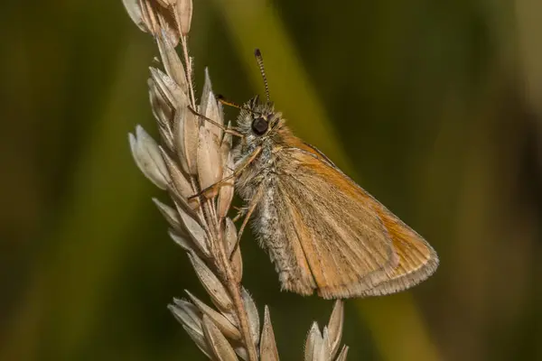 Rusty Thick Head Butterfly — Stock Photo, Image