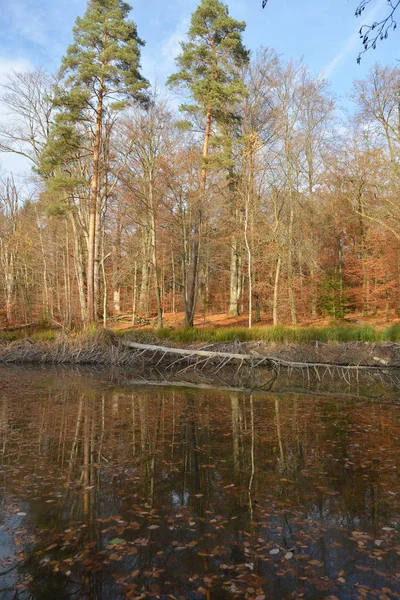 Jesienny Las Nad Jeziorem — Zdjęcie stockowe