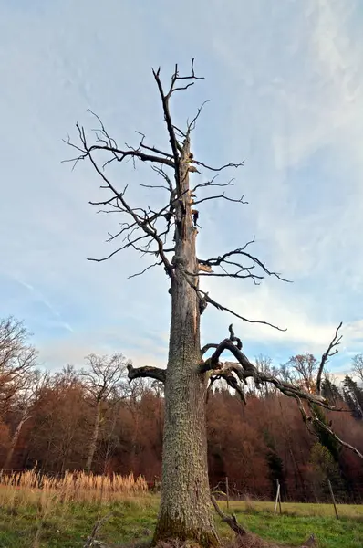 Död Träd Natur Flora — Stockfoto