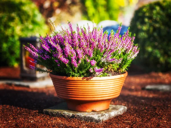 Autumn flowers at cemetery in Germany. Grave with pink heather in flower pot