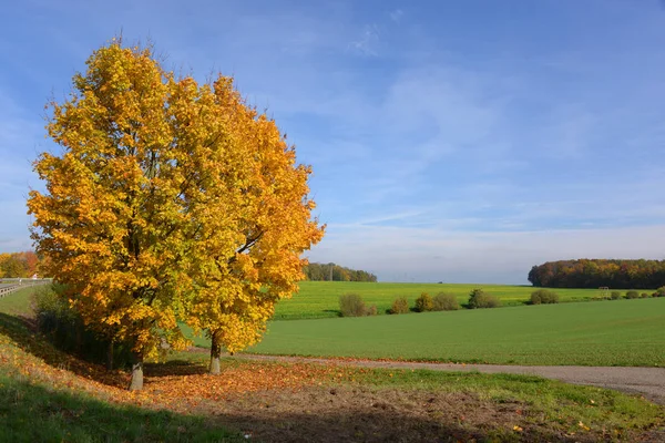 Herfstsfeer Selectieve Focus — Stockfoto