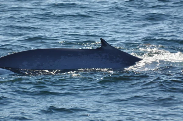 Ballena Azul Atlántico Norte Parque Nacional Acadia Laberinto Uso — Foto de Stock