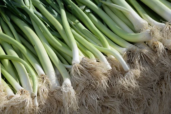 Vegetarisk Mat Selektivt Fokus — Stockfoto