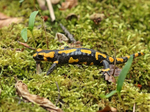 Salamandre Pourpre Dans Parc National Kellerwald — Photo