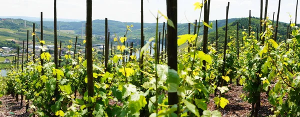 Campo Viñedos Agricultura Plantas Vitivinícolas — Foto de Stock