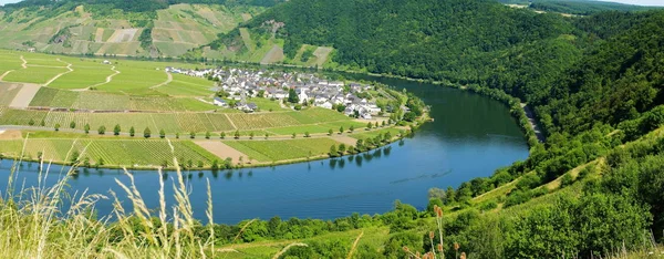 Wijndorp Moezelvallei Panorama Zomer Minheim — Stockfoto