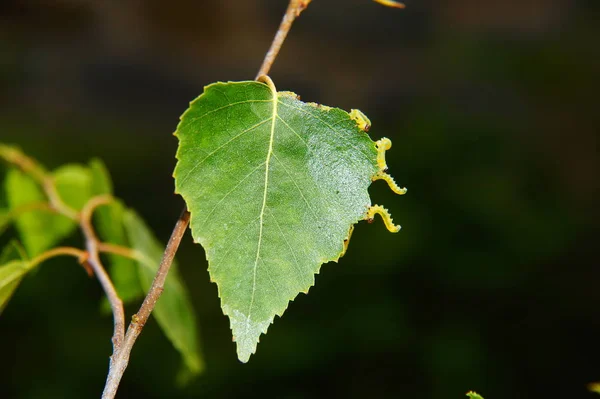 Küçük Tırtıllı Yeşil Huş Yaprağı — Stok fotoğraf