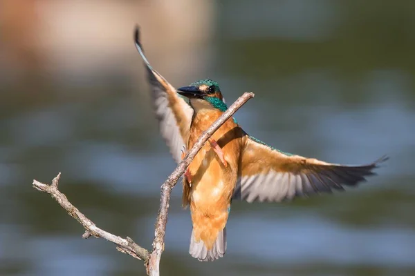 Pandangan Dekat Burung Kingfisher Kehidupan Liar — Stok Foto
