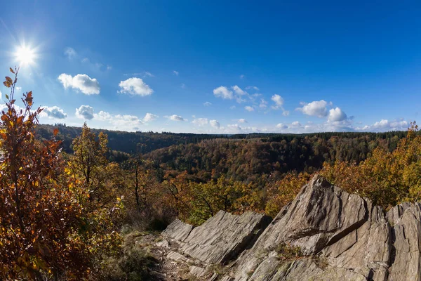 Природа Флора Окружающая Среда Листва — стоковое фото