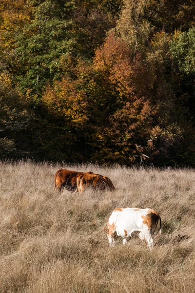 Pastwiska Stadem Krów Jesienią — Zdjęcie stockowe