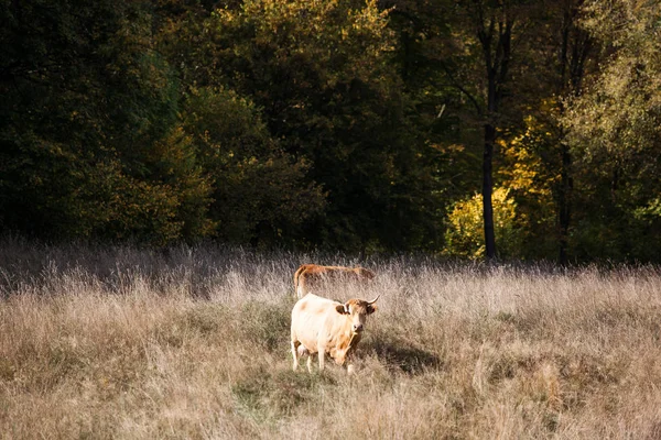 Pasture Cow Herd Autumn — Stock Photo, Image