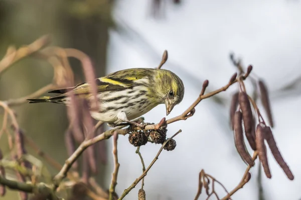 Siskins Pecks Fruit Erlen — Stock Photo, Image