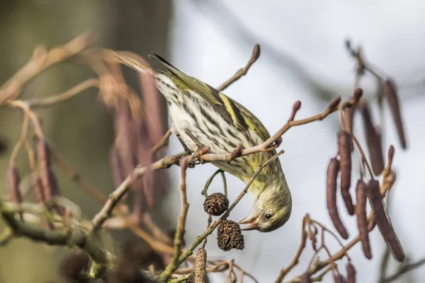 Siskins Pecks Fruit Erlen — Stock Photo, Image