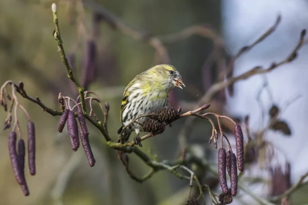 Siskin Pecks Alder Fruit — Stock Photo, Image