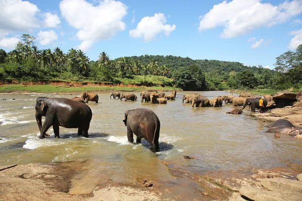 Baño Elefantes Pinnawala Sri Lanka — Foto de Stock