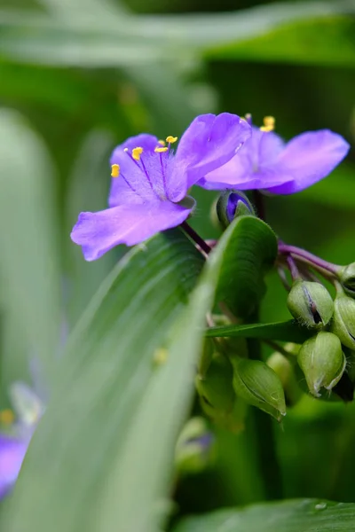 Primer Plano Hermosas Flores Verano — Foto de Stock