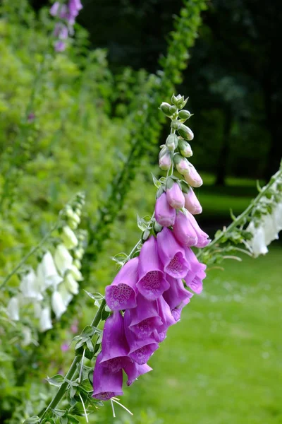 Fingerhut Blumenglöckchen Flora — Stockfoto