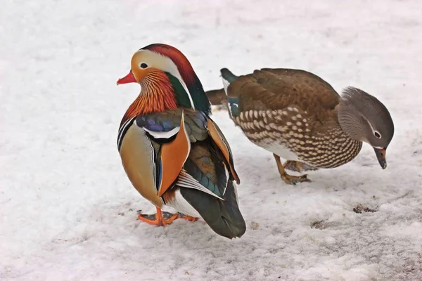 mandarin duet couple in the snow