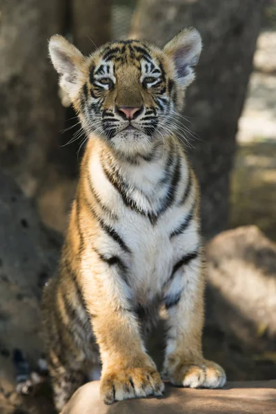 Bengalisk Och Bengalisk Tiger Panthera Tigris Tigris Månaders Ålder — Stockfoto