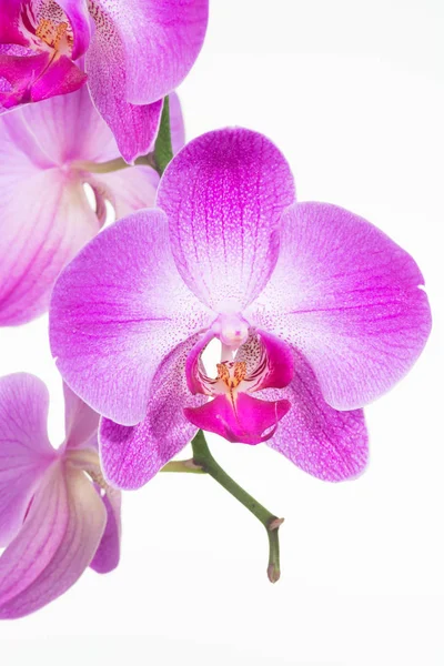 Kwiaty Storczyka Płatki Flora — Zdjęcie stockowe