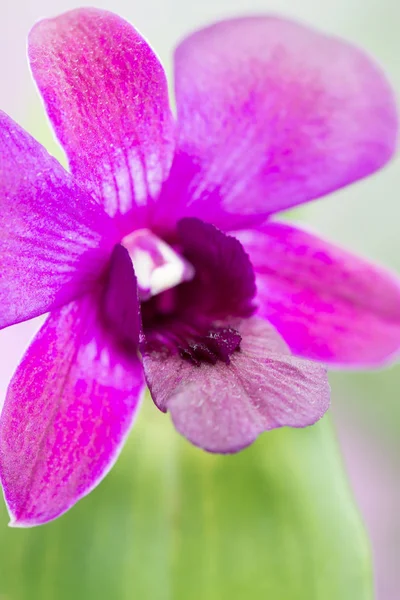 Purple Dendrobium Orchid Close — Stock Photo, Image