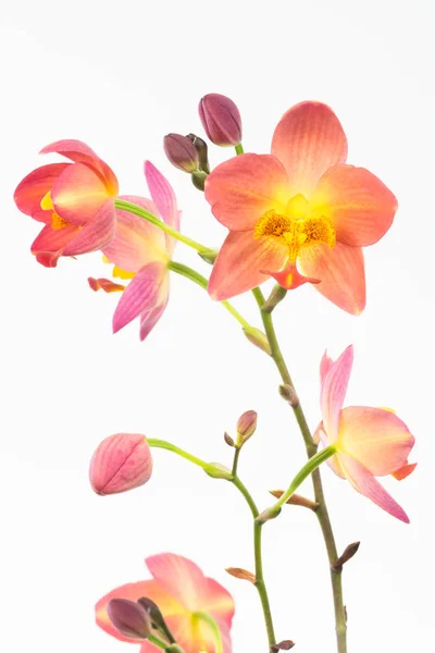 Orchideavirág Szirmok Növény — Stock Fotó