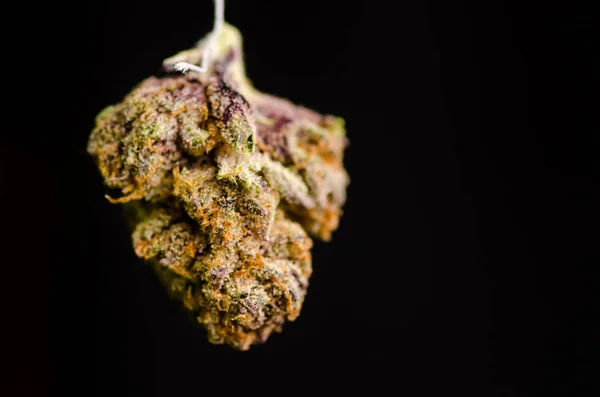Colpo Marijuana Medica Denver Ceppo Twisted Purple — Foto Stock