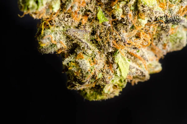 Marijuana Medica Iniettata Denver Ceppo Primus — Foto Stock