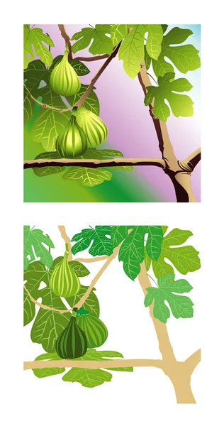 いくつかの興味深い枝と素敵な緑のイチジクの葉によって補完される3つのほぼすべてが熟し大きくジューシーな緑のイチジク — ストック写真