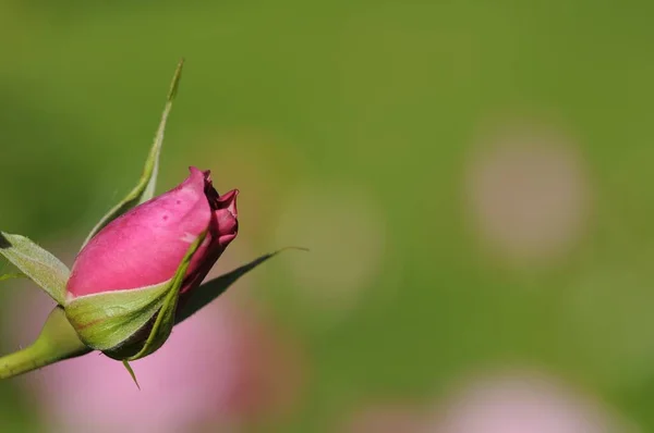 Květy Růže Okvětní Lístky Flóra — Stock fotografie