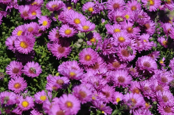 Summer Flora Flower Botany Concept — Stock Photo, Image
