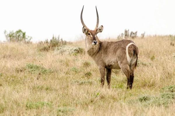 Waterbuck Animal Antílope Grande Fauna Natureza — Fotografia de Stock