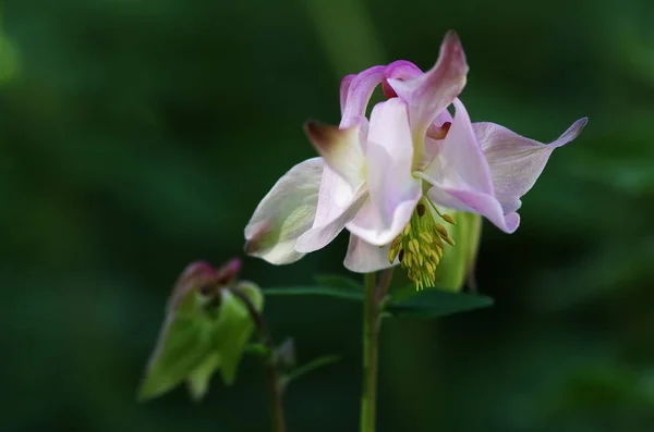 Columbine Pétalos Flores Grannys Capó Columbina —  Fotos de Stock