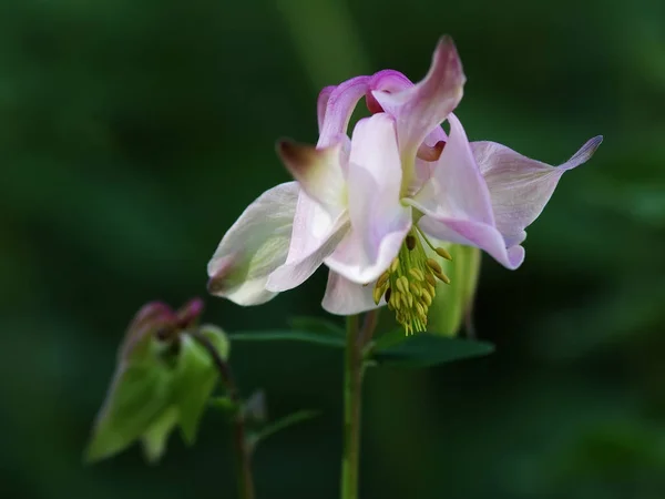 Columbine Pétalos Flores Grannys Capó Columbina —  Fotos de Stock