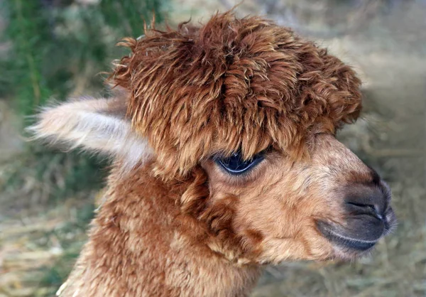 Animal Engraçado Alpaca Mamífero Vida Selvagem — Fotografia de Stock